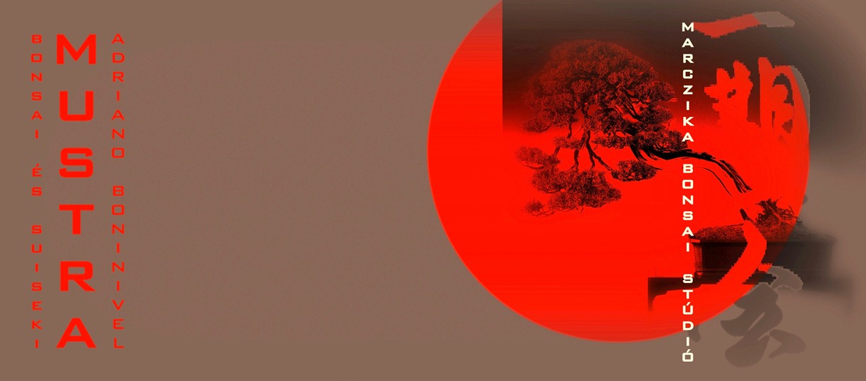 bonsai és suiseki mustra kiállitás bonsaiokbol és suisekikből bonsai és suiseki kiállitás bonsai mustra a marczika bonsai studio rendezésében érd hungary